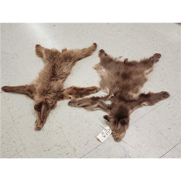 2 Juvenile Black Bear Tanned Furs Taxidermy
