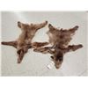 Image 1 : 2 Juvenile Black Bear Tanned Furs Taxidermy