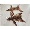 Image 2 : 2 Juvenile Black Bear Tanned Furs Taxidermy