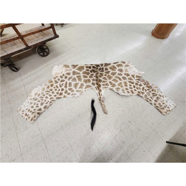 Tanned Giraffe Skin Taxidermy