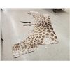 Image 2 : Tanned Giraffe Skin Taxidermy