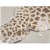 Image 3 : Tanned Giraffe Skin Taxidermy