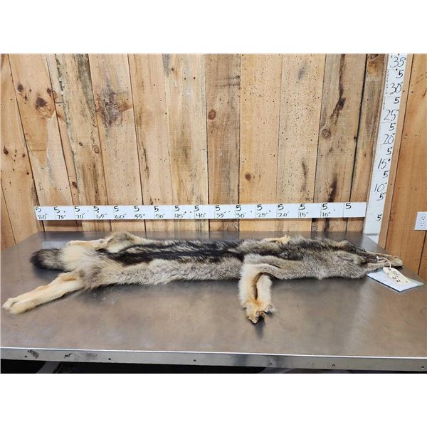 Alaskan Wolf Soft Tanned Fur Taxidermy