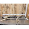 Image 1 : Alaskan Wolf Soft Tanned Fur Taxidermy