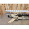 Image 2 : Alaskan Wolf Soft Tanned Fur Taxidermy
