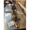 Image 3 : Alaskan Wolf Soft Tanned Fur Taxidermy