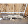 Image 4 : Alaskan Wolf Soft Tanned Fur Taxidermy