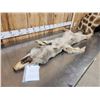 Image 5 : Alaskan Wolf Soft Tanned Fur Taxidermy