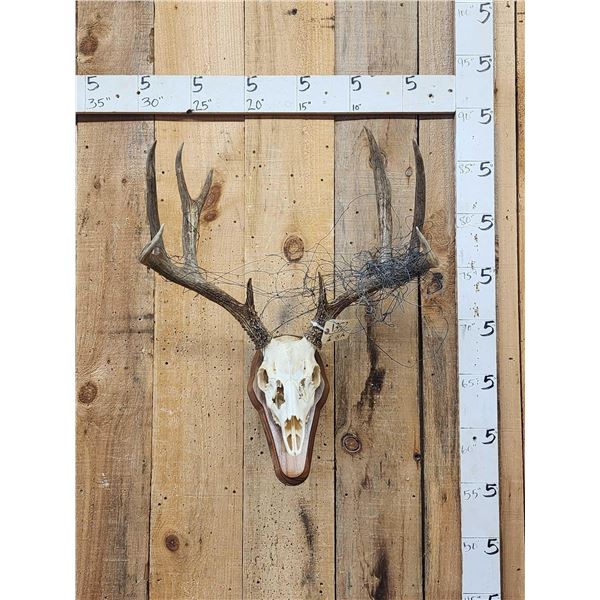 Big Wild 4x4 Whitetail Antlers On Skull