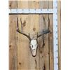 Image 1 : Big Wild 4x4 Whitetail Antlers On Skull
