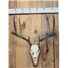 Image 2 : Big Wild 4x4 Whitetail Antlers On Skull
