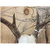 Image 3 : Big Wild 4x4 Whitetail Antlers On Skull