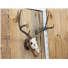 Image 4 : Big Wild 4x4 Whitetail Antlers On Skull