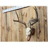 Image 5 : Big Wild 4x4 Whitetail Antlers On Skull