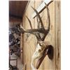 Image 6 : Big Wild 4x4 Whitetail Antlers On Skull