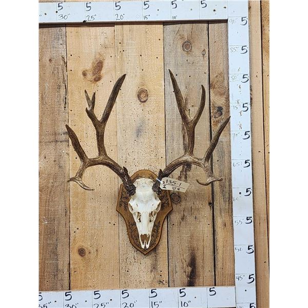 8x8 Nontypical Mule Deer Antlers On Skull