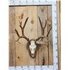 Image 1 : 8x8 Nontypical Mule Deer Antlers On Skull