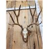 Image 2 : 8x8 Nontypical Mule Deer Antlers On Skull