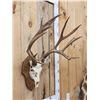 Image 3 : 8x8 Nontypical Mule Deer Antlers On Skull