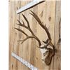 Image 4 : 8x8 Nontypical Mule Deer Antlers On Skull