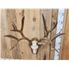 Image 5 : 8x8 Nontypical Mule Deer Antlers On Skull