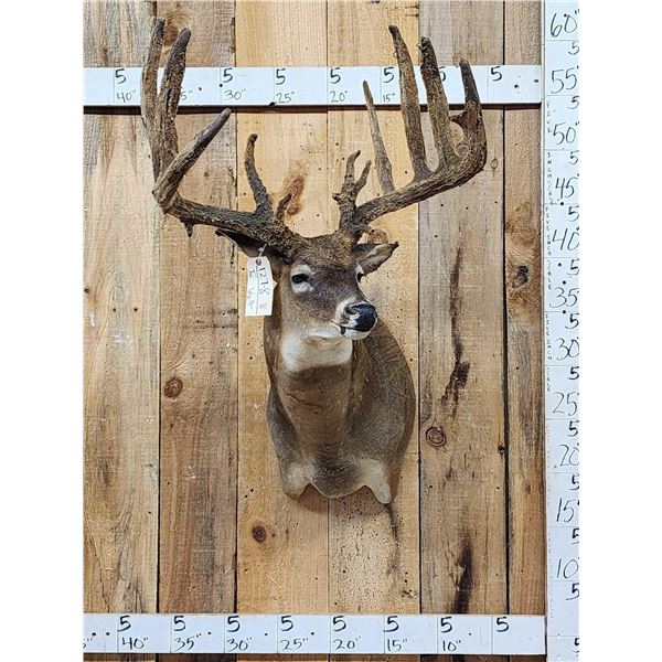 High 200 Class Main Frame 5x5 Whitetail Shoulder Mount Taxidermy