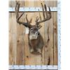 Image 1 : High 200 Class Main Frame 5x5 Whitetail Shoulder Mount Taxidermy