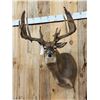 Image 2 : High 200 Class Main Frame 5x5 Whitetail Shoulder Mount Taxidermy