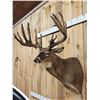 Image 3 : High 200 Class Main Frame 5x5 Whitetail Shoulder Mount Taxidermy