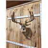 Image 4 : High 200 Class Main Frame 5x5 Whitetail Shoulder Mount Taxidermy