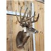 Image 5 : High 200 Class Main Frame 5x5 Whitetail Shoulder Mount Taxidermy