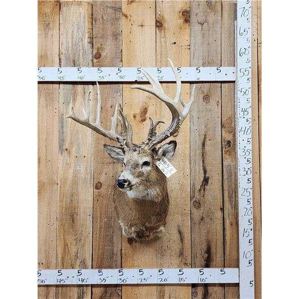 Monster Nontypical Whitetail Shoulder Mount Taxidermy