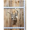 Image 1 : Monster Nontypical Whitetail Shoulder Mount Taxidermy