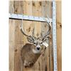 Image 2 : Monster Nontypical Whitetail Shoulder Mount Taxidermy