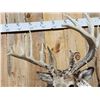 Image 3 : Monster Nontypical Whitetail Shoulder Mount Taxidermy