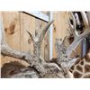 Image 4 : Monster Nontypical Whitetail Shoulder Mount Taxidermy