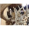 Image 5 : Monster Nontypical Whitetail Shoulder Mount Taxidermy
