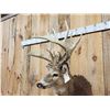 Image 6 : Monster Nontypical Whitetail Shoulder Mount Taxidermy