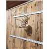 Image 7 : Monster Nontypical Whitetail Shoulder Mount Taxidermy