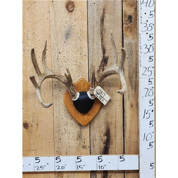 4x5 Wild Iowa Whitetail Antlers On Plaque