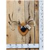 Image 1 : 4x5 Wild Iowa Whitetail Antlers On Plaque