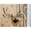 Image 2 : 4x5 Wild Iowa Whitetail Antlers On Plaque