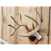 Image 3 : 4x5 Wild Iowa Whitetail Antlers On Plaque