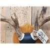 Image 4 : 4x5 Wild Iowa Whitetail Antlers On Plaque