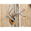 Image 5 : 4x5 Wild Iowa Whitetail Antlers On Plaque