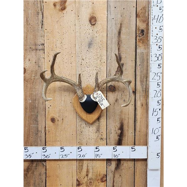 4x4 Whitetail Iowa Whitetail Antlers On Plaque
