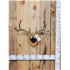 Image 1 : 4x4 Whitetail Iowa Whitetail Antlers On Plaque