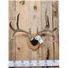 Image 2 : 4x4 Whitetail Iowa Whitetail Antlers On Plaque