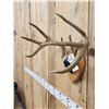 Image 3 : 4x4 Whitetail Iowa Whitetail Antlers On Plaque