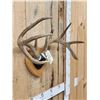Image 4 : 4x4 Whitetail Iowa Whitetail Antlers On Plaque